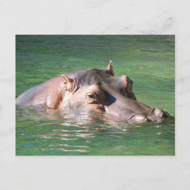 Carte Postale Hippopotame Nager À La Surface (Devant)