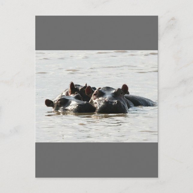 Carte Postale Hippopotames (Devant)