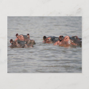 Carte Postale Hippopotames