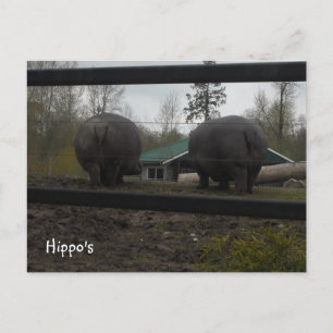Carte Postale Hippopotames drôles qui s'éloignent