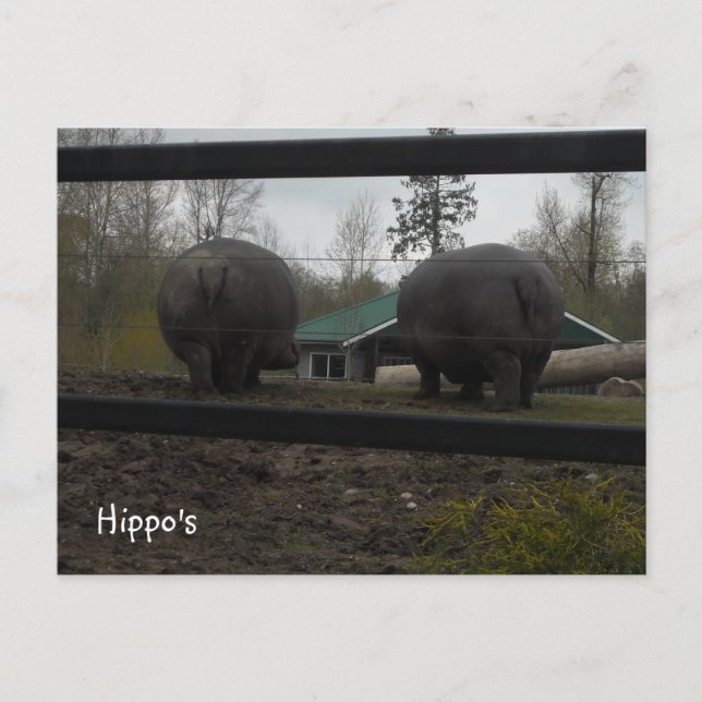 Carte Postale Hippopotames drôles qui s'éloignent (Devant)