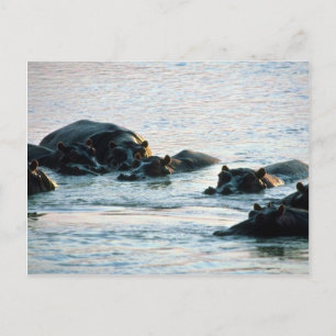 Carte Postale Hippopotames - Morue Relaxée Dans La Rivière Au cr