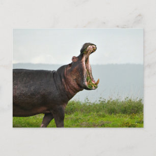 Carte Postale Hippopotamus de la faune