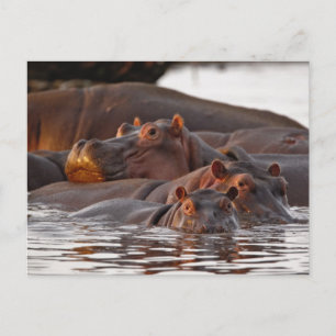 Carte Postale Hippopotamus, Hippopotamus amphibius, lac