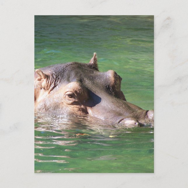 Carte Postale Hippopotamus Swimming On The Surface (Devant)