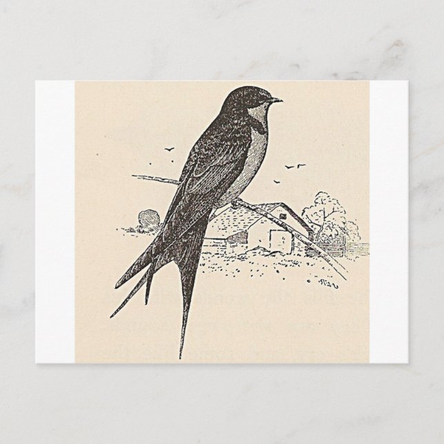Carte Postale Hirondelle à la grange (Devant)