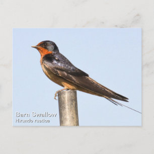 Carte Postale Hirondelle à la grange