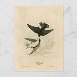 Carte Postale Hirondelle à ventre blanc (arbre) - Audubon's Bird