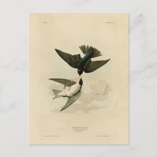 Carte Postale Hirondelle à ventre blanc (arbre) - Audubon's Bird (Devant)