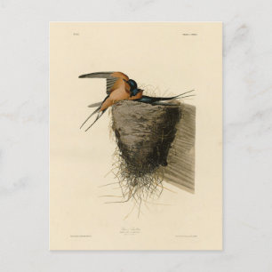 Carte Postale Hirondelle de grange des oiseaux d'Amérique d'Audu
