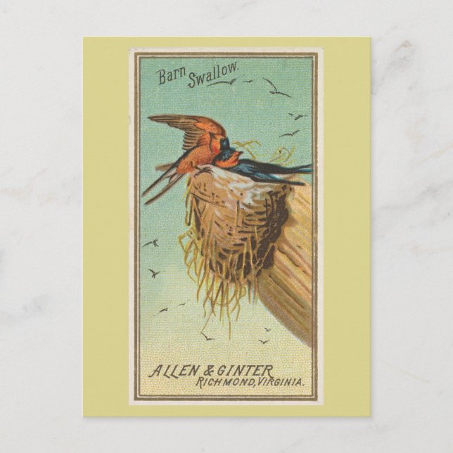Carte Postale Hirondelle rustique (Devant)