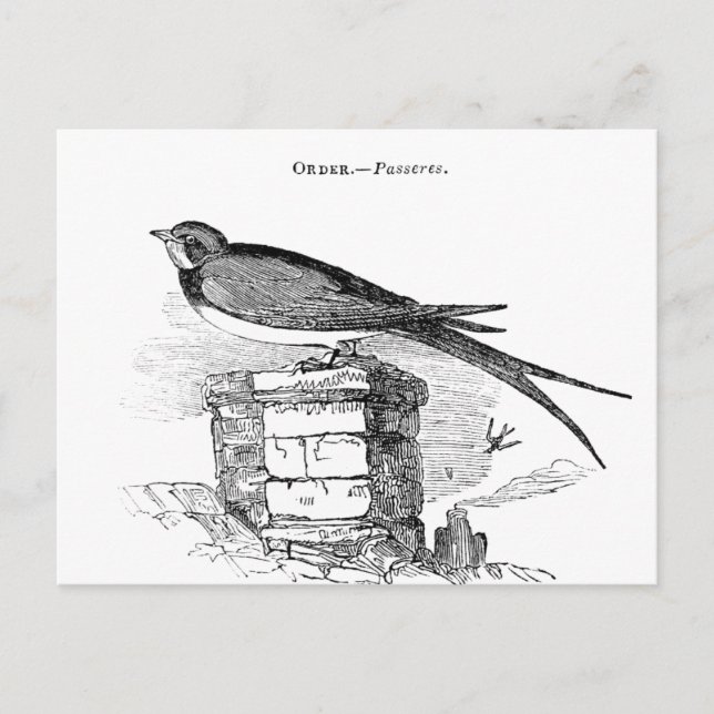 Carte Postale Hirondelle vintage (Devant)
