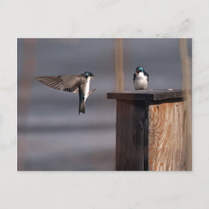 Carte Postale Hirondelles 9659