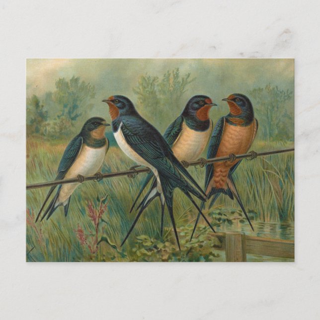 Carte Postale Hirundo rustica, Hirundo rustica Savignii (Devant)