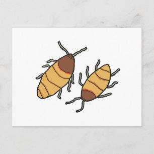 Carte Postale Hisser Cockroach