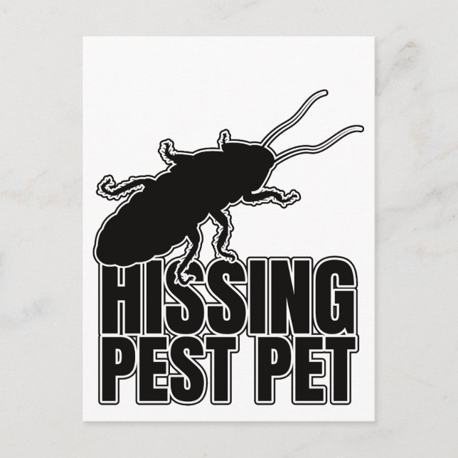 Carte Postale Hisser Cockroaches Cockroach Roach Hisser (Devant)