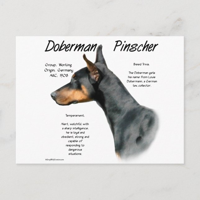 Carte Postale Histoire de Doberman Pinscher noir (Devant)