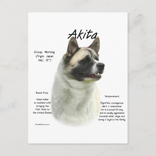 Carte Postale Histoire de Pinto Akita (Devant)