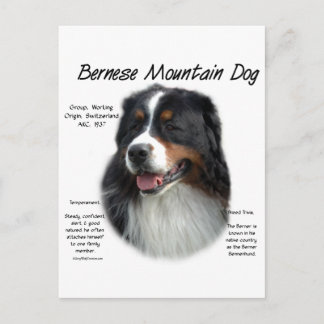 Carte Postale Histoire des chiens de montagne bernois; Tout sur 