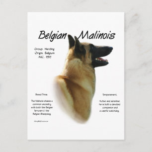 Carte Postale Histoire des Malinois belges ; Tout sur les Malino
