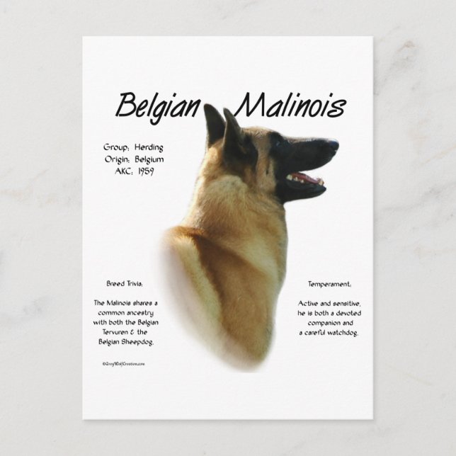Carte Postale Histoire des Malinois belges ; Tout sur les Malino (Devant)
