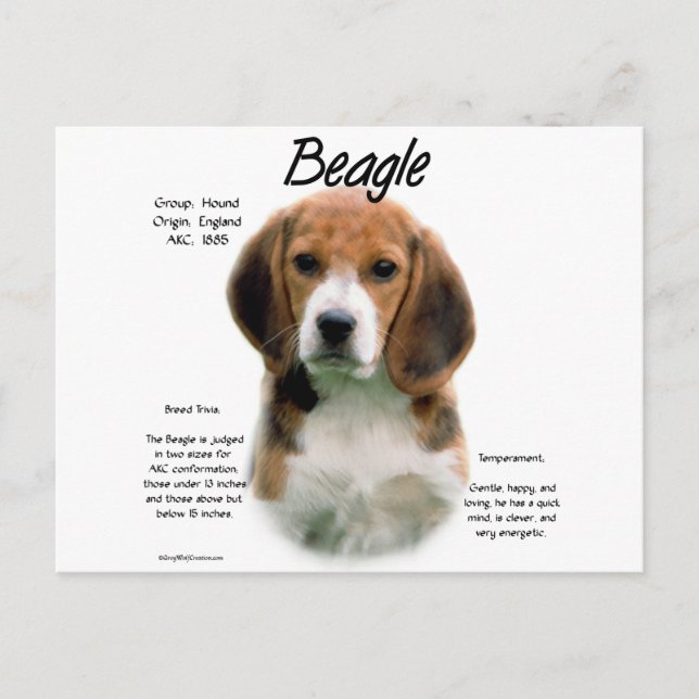 Carte Postale Histoire du beagle ; Tout sur les Beagles (Devant)