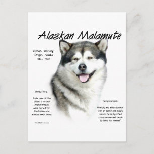 Carte Postale Histoire du malamute en Alaska, Tout sur les malam