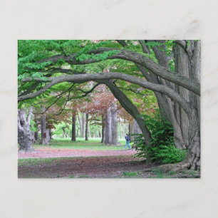 Carte postale : Historic Grove in Kissena Park