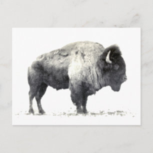 Carte Postale Historical Photograph of American Bison