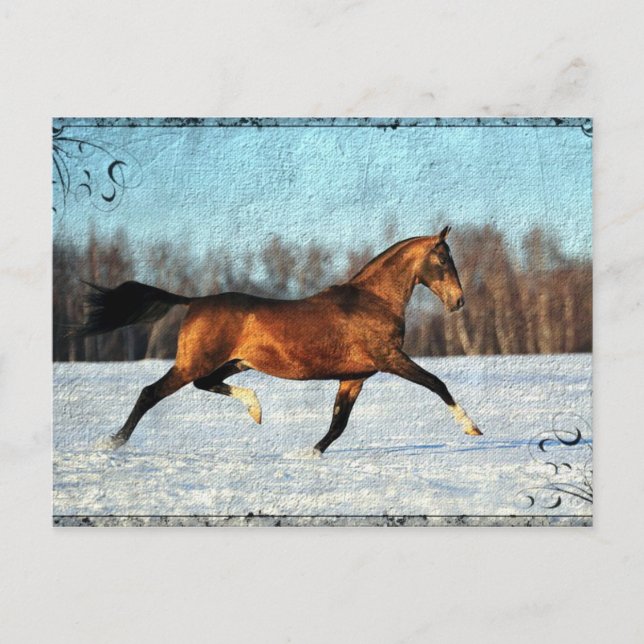 Carte Postale Hiver Akhal-teke (Devant)