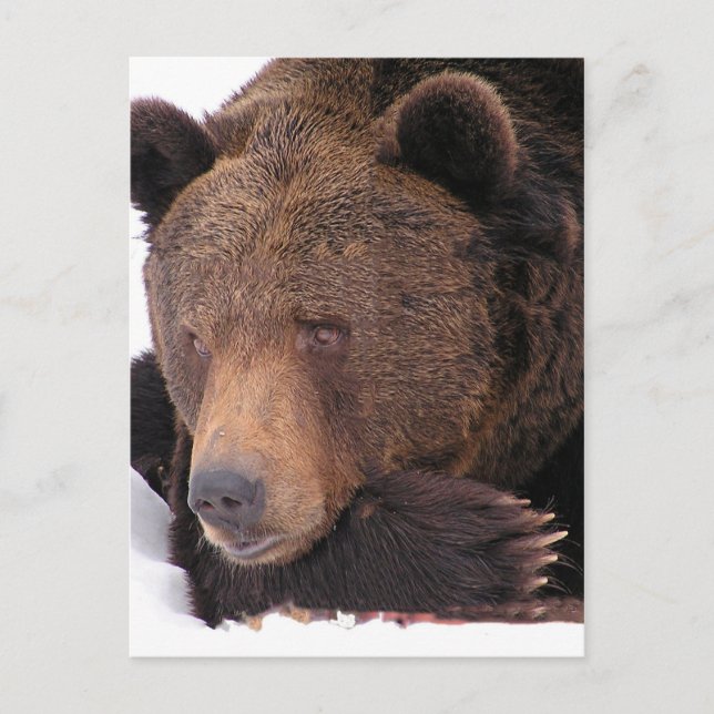 Carte Postale Hiver Brown de l'ours (Devant)