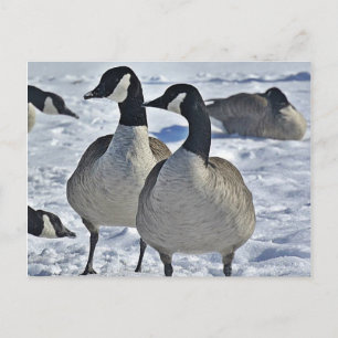 Carte Postale Hiver Canada Oie Nature Photographe chasseur