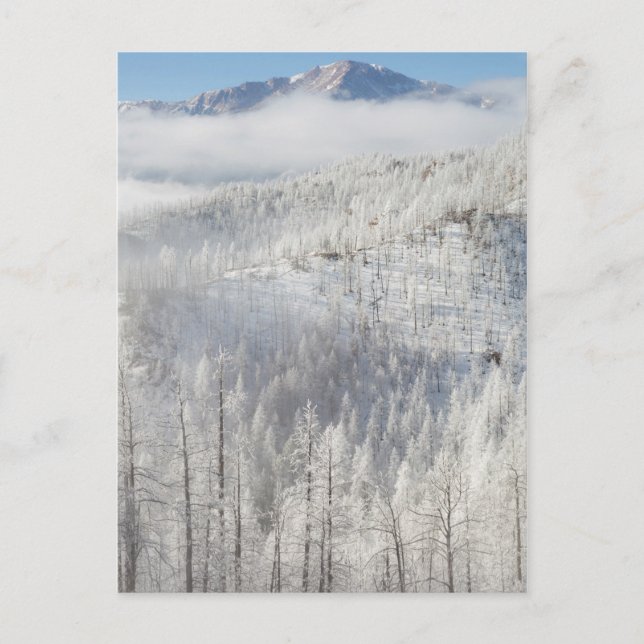 Carte Postale Hiver dans la forêt nationale de Pike (Devant)