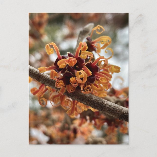 Carte postale hiver Feu (Devant)