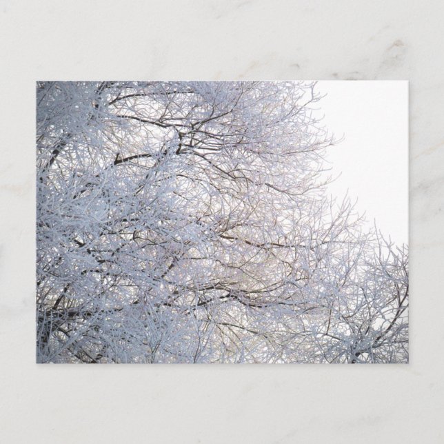 Carte Postale Hiver Matin Neige Branches gelées Nature (Devant)