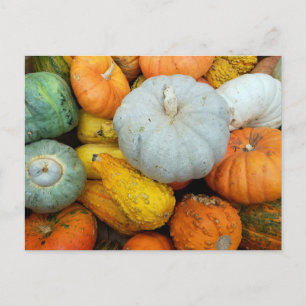 CARTE POSTALE HIVER SQUASH