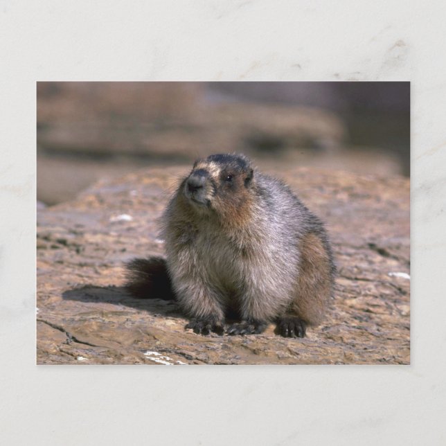 Carte Postale Hoary Marmot (Devant)