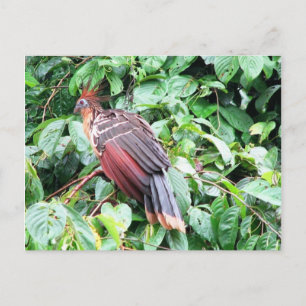 Carte Postale Hoatzin "Turquie puante" Rivière Pastaza, Equatori