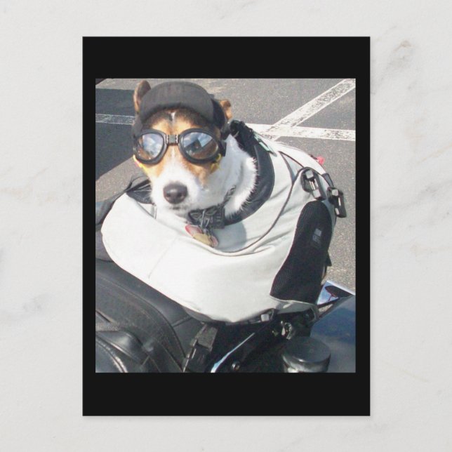 Carte Postale Hog Dog Postcard (Devant)