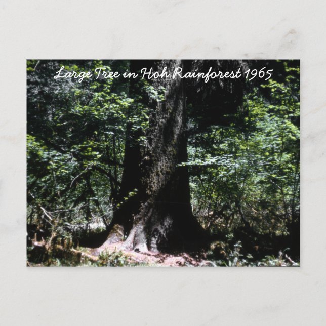 Carte Postale Hoh Rainforest 1965 (Devant)