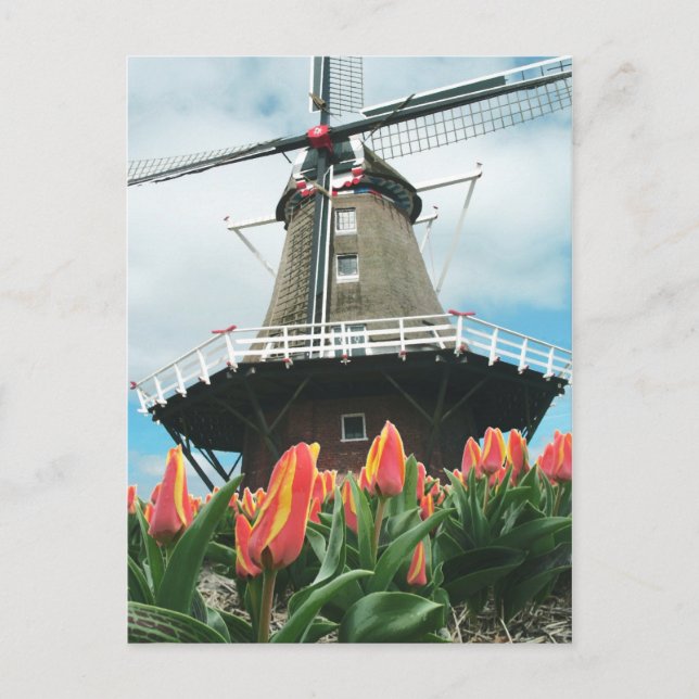 Carte Postale Holland Tulip Time Flowers (Devant)