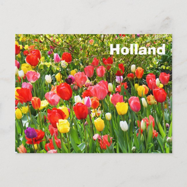 Carte Postale Hollande (Devant)