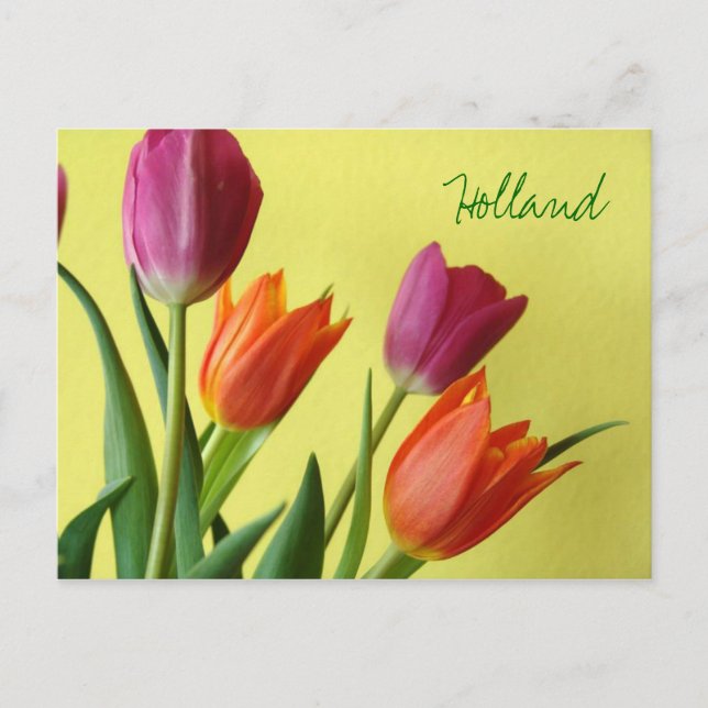 Carte postale Hollande, Tulipes (Devant)