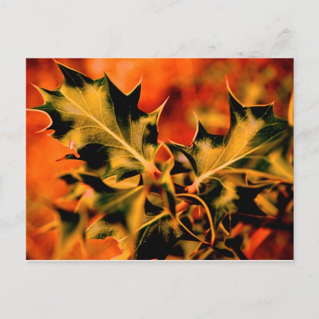 Carte Postale Holly (Devant)