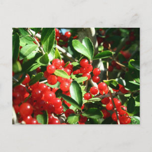 Carte Postale Holly Berries