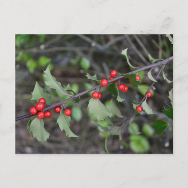 Carte Postale Holly Berries (Devant)