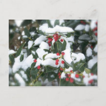 Carte postale Holly Bush 2007