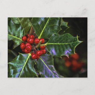 Carte Postale Holly Feuilles et Berries