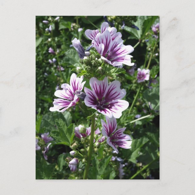 Carte Postale Hollyhock (Devant)