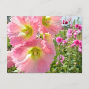 Carte postale Hollyhock Flowers